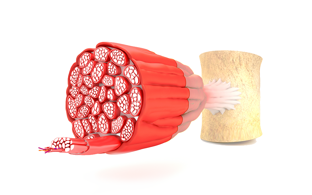Muscoli e dimagrimento
